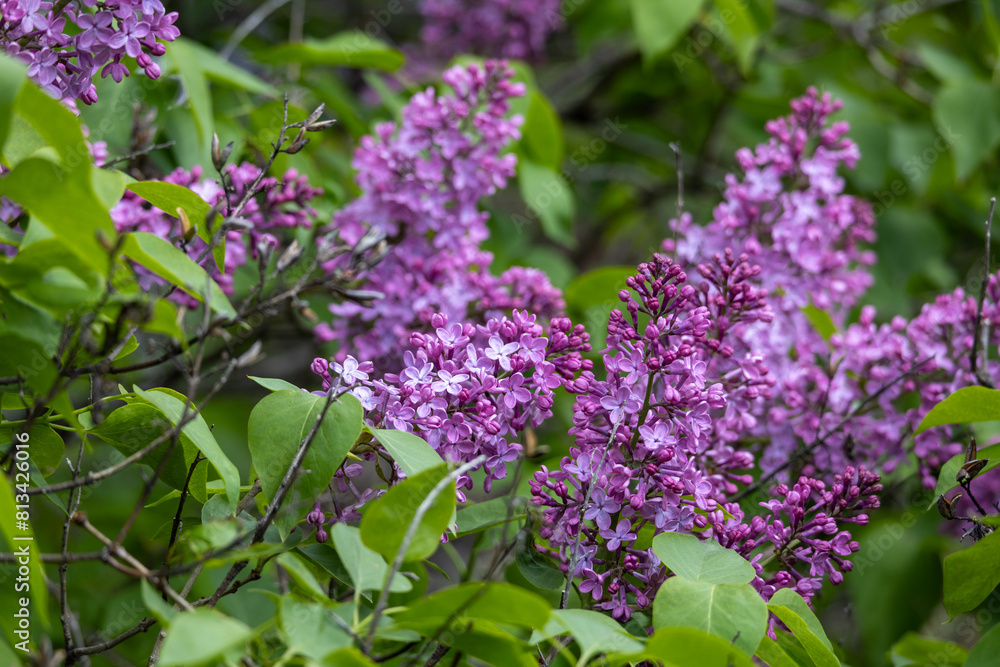 Full frame abstract texture background of flower blossoms and buds on a Persian lilac bush (syringa persica) Full frame abstract texture background of flower blossoms and buds on a Persian lilac bush (syringa persica)