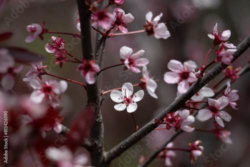 Full frame abstract texture background of flower blossoms on a purple leaf sand cherry bush (prunus cistena)