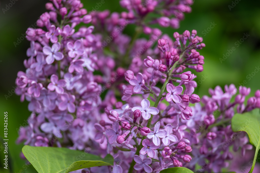 Full frame abstract texture background of flower blossoms and buds on a Persian lilac bush (syringa persica) Full frame abstract texture background of flower blossoms and buds on a Persian lilac bush (syringa persica)