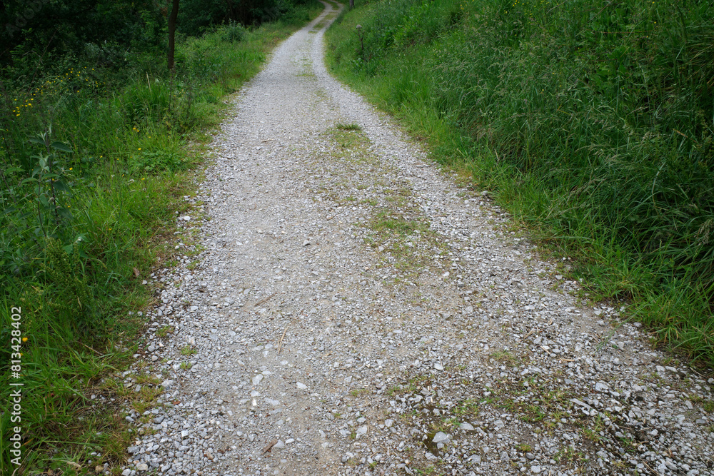 Path in the forest Path in the forest