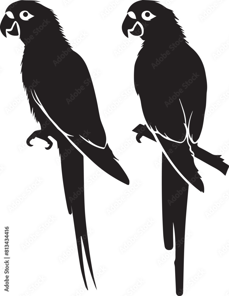 Fototapeta premium black and white birds on a branch