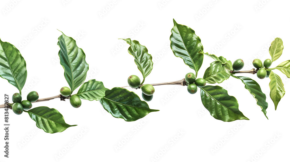 Coffee tree branch with green leaves on transparent background Coffee tree branch with green leaves on transparent background