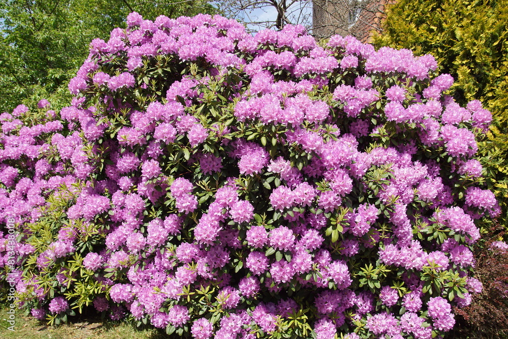 Obraz premium Large, pink flowering Rhododendron. Shrub in the heath family (Ericaceae). Dutch garden. Spring, May, Netherlands