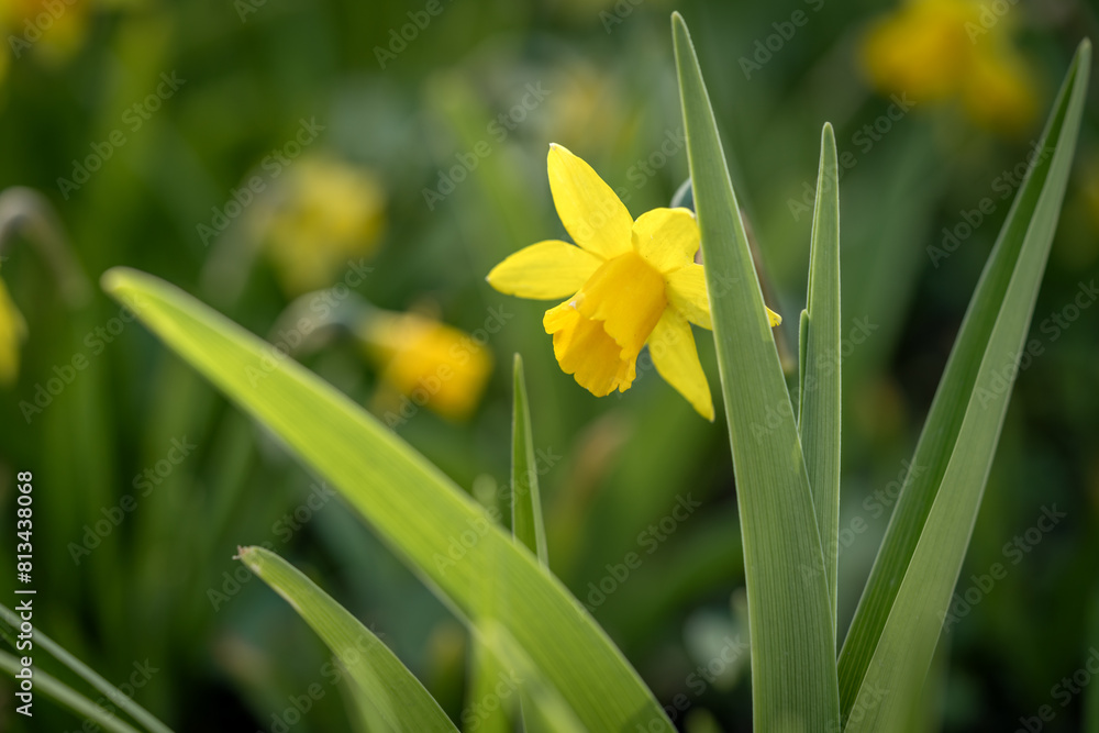 Obraz premium Beautiful yellow blooming narcissus in the park on a flowerbed closeup 