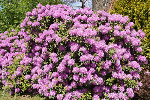 Large, pink flowering Rhododendron. Shrub in the heath family (Ericaceae). Dutch garden. Spring, May, Netherlands photo