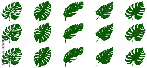 Tropical Monstered Black leaves set hand drawn line Art  vector isolated on white Background photo