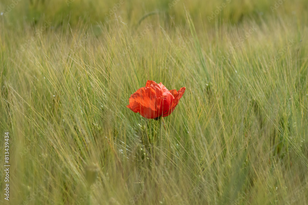 Poppy Papaver