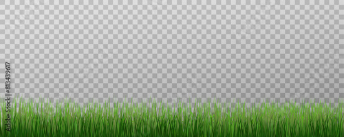 Grass border, vector illustration. Vector grass, lawn. Grass png, lawn png. Green grass with sun glare.	