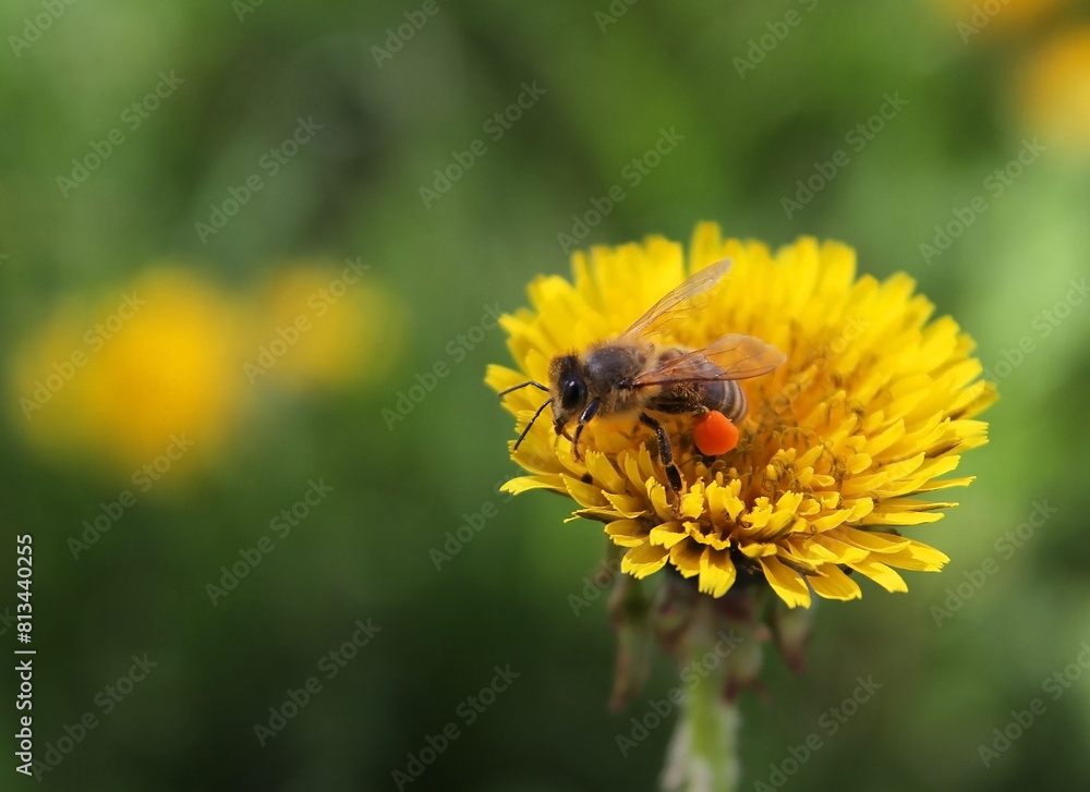 Concept, spring collection of nectar and pollen by a honey bee for subsequent preparation of honey. The bee, like a workaholic, works tirelessly. The bee finds a honey flower, collecting nectar and po Concept, spring collection of nectar and pollen by a honey bee for subsequent preparation of honey. The bee, like a workaholic, works tirelessly. The bee finds a honey flower, collecting nectar and po