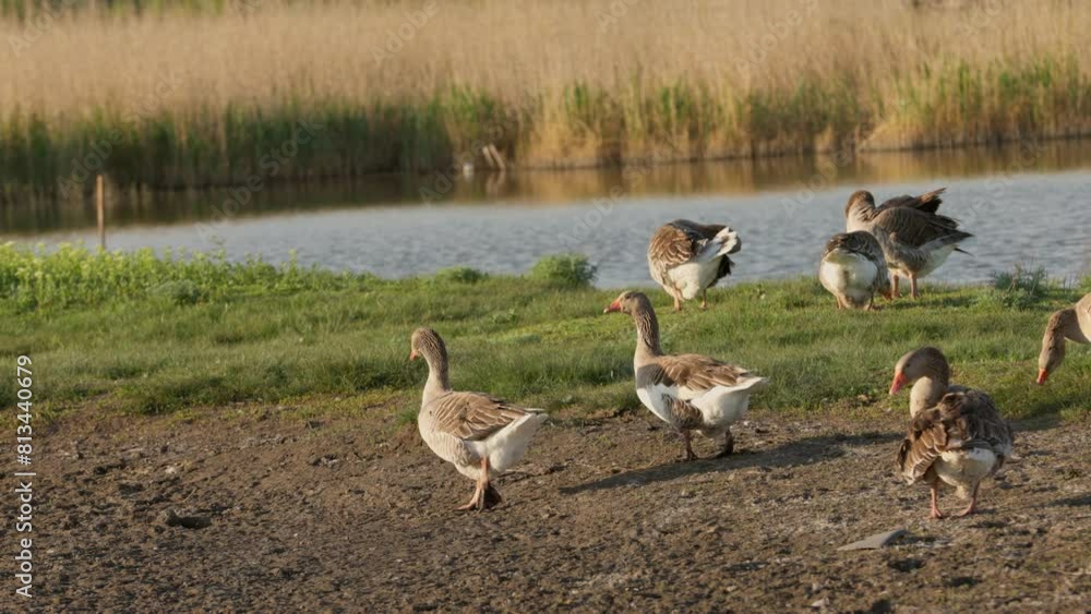 Domestic Geese On Shore Of Lake In Countryside. Poultry Near Pond Grazes and Swims in Water Domestic Geese On Shore Of Lake In Countryside. Poultry Near Pond Grazes and Swims in Water