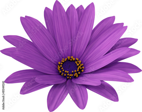 purple daisy flower