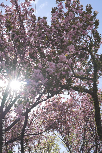 Wallpaper Mural 日本、神奈川県、横浜市の菊名桜山公園の八重桜
 Torontodigital.ca