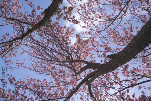 日本、神奈川県、横浜市の菊名桜山公園の八重桜
 photo