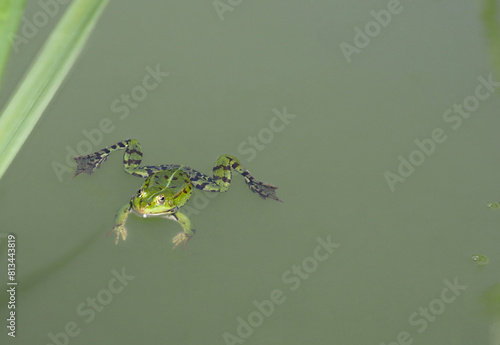 Frosch schwimmt im Teich