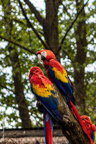 A pair of macaws sitting on a branch in a large aviary, Macaw macaw, colorful tropical species of bird, beautiful coloring, smart bird, pair.
