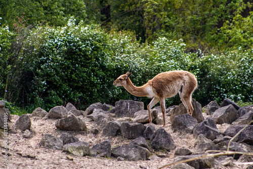 Llama among big stones in the park. Llama standing sideways to the lens. Animal, llama, wool, bushy © Janiel Kaffe