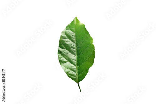 Green Leaf on White Background