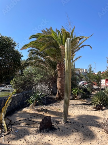 large vertical cactus in the garden