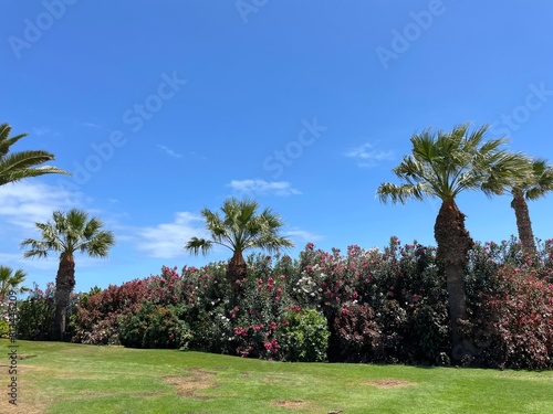 Palm trees in blooming garden