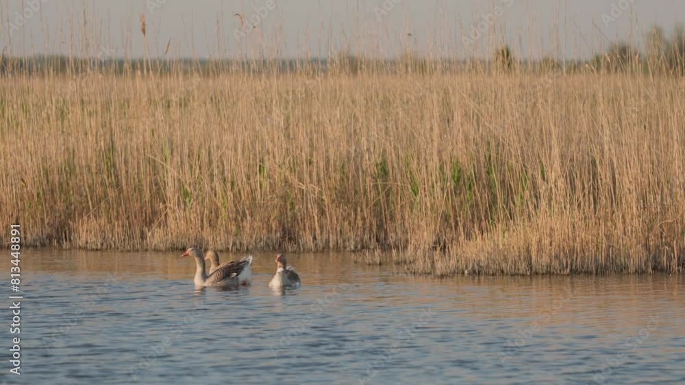 Domestic Geese Swimming in Lake In Countryside. Rural Landscape With Poultry In Pond