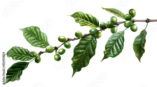 Coffee tree branch with green leaves on transparent background
