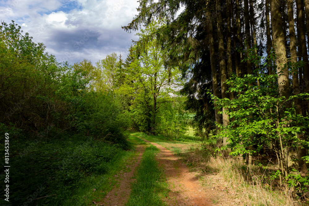Dirt road in summer forest Dirt road in summer forest