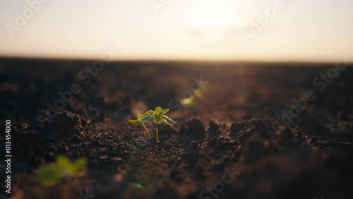 Little sprout plant in soil close up. Spring agricultural works on field, sprout rising above the ground, last year's plantings are coming up. Agribusiness, cultivation, new beginning, life concept.