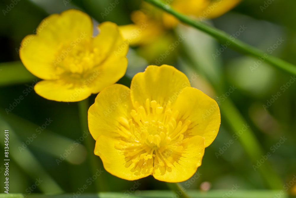 Ficaria verna flowers close-up, yellow spring flowers. Ficaria verna flowers close-up, yellow spring flowers.