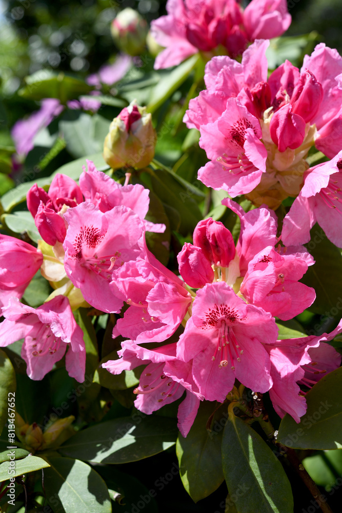 Fototapeta premium シャクナゲの花