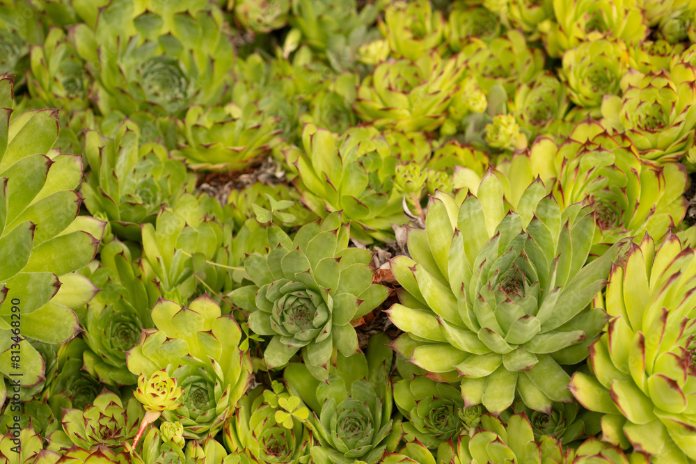 Echeveria Miranda Echeveria Miranda