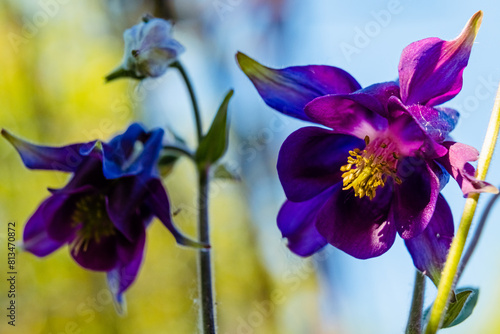 Aquilegia vulgaris also called European columbine, common columbine, granny's nightcap, and granny's bonnetblue garden flowers. Booming flowers in the garden photo