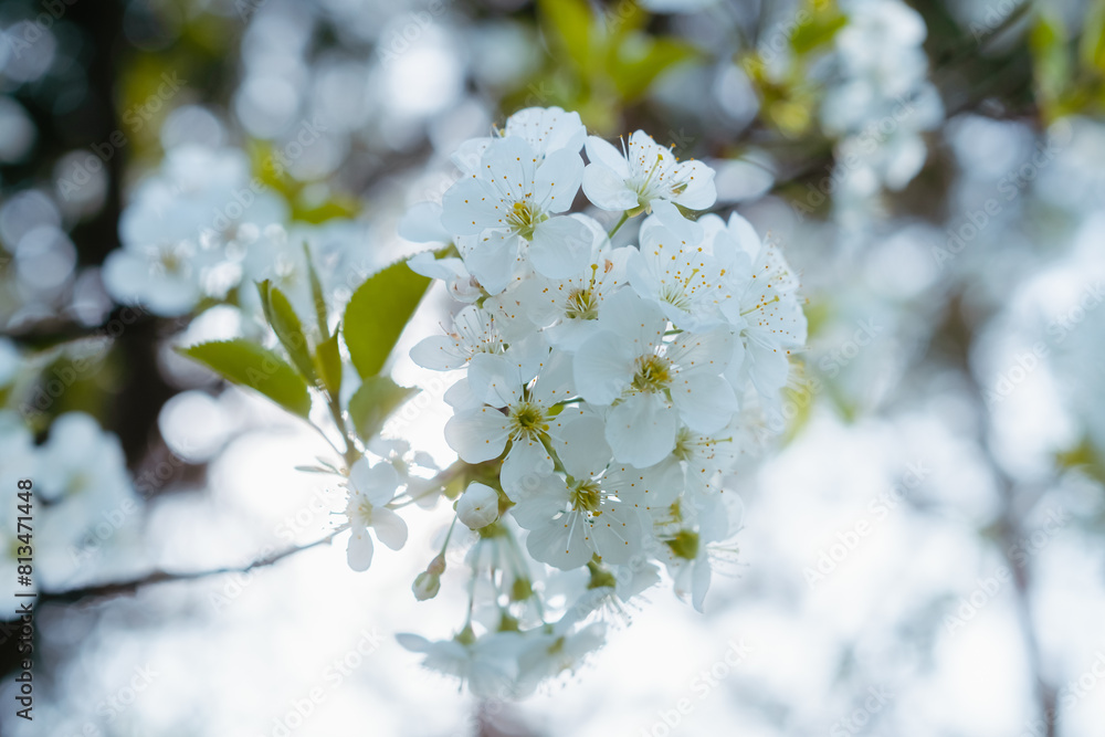 Blooming cherry tree close up. White blossom and young leaves on cherry tree branch. Springtime in the garden
