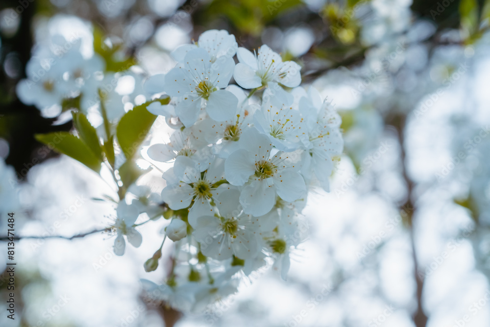 Blooming cherry tree close up. White blossom and young leaves on cherry tree branch. Springtime in the garden Blooming cherry tree close up. White blossom and young leaves on cherry tree branch. Springtime in the garden