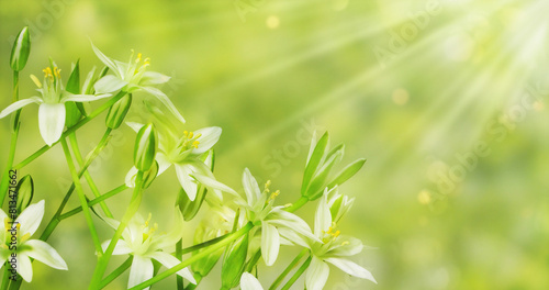 growing white flower Star of Bethlehem in spring in sunshine, fresh green floral springtime garden background with copy space