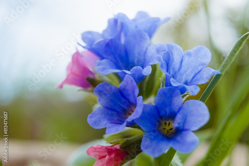 Blooming Lungwort flowers close up. Springtime wild flowers in european forest. Pulmonaria officinalis known as lungwort, common lungwort, Mary s tears or Our Lady s milk drops.