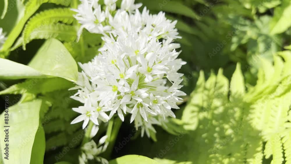 Ramson, Allium ursinum