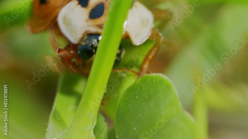 Asian lady beetle in macro shot on leaves in garden. Orange ladybug in closeup. photo