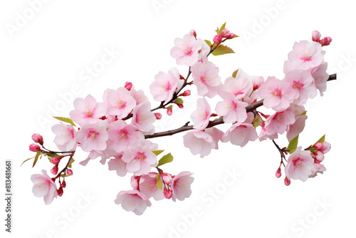 Pink Cherry Blossoms in White Round Vase