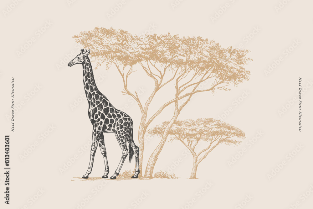 Obraz premium Giraffe on a background of acacia in engraving style. Wild animal of the African savanna on a light background. Hand drawn vector retro illustration.