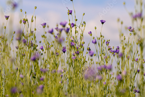 Schilderij op canvas Floraison du lin
