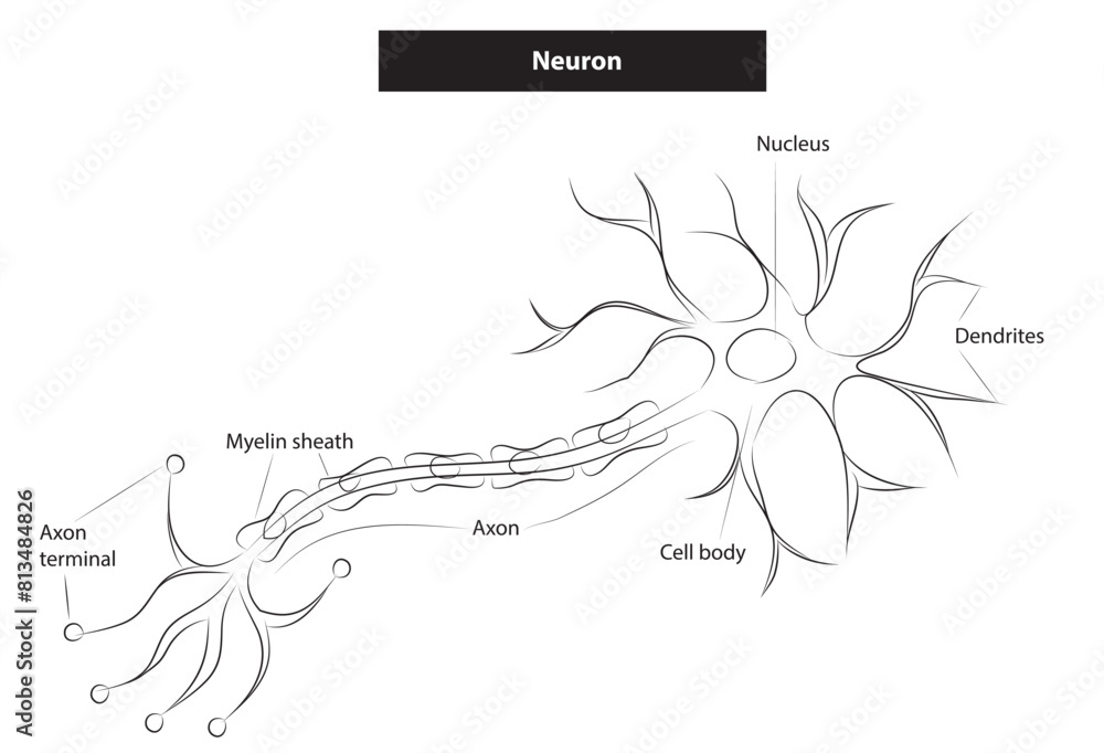 Φωτογραφία A typical neuron, or nerve cell, is a specialized cell of the nervous system responsible for transmitting electrical and chemical signals throughout the body