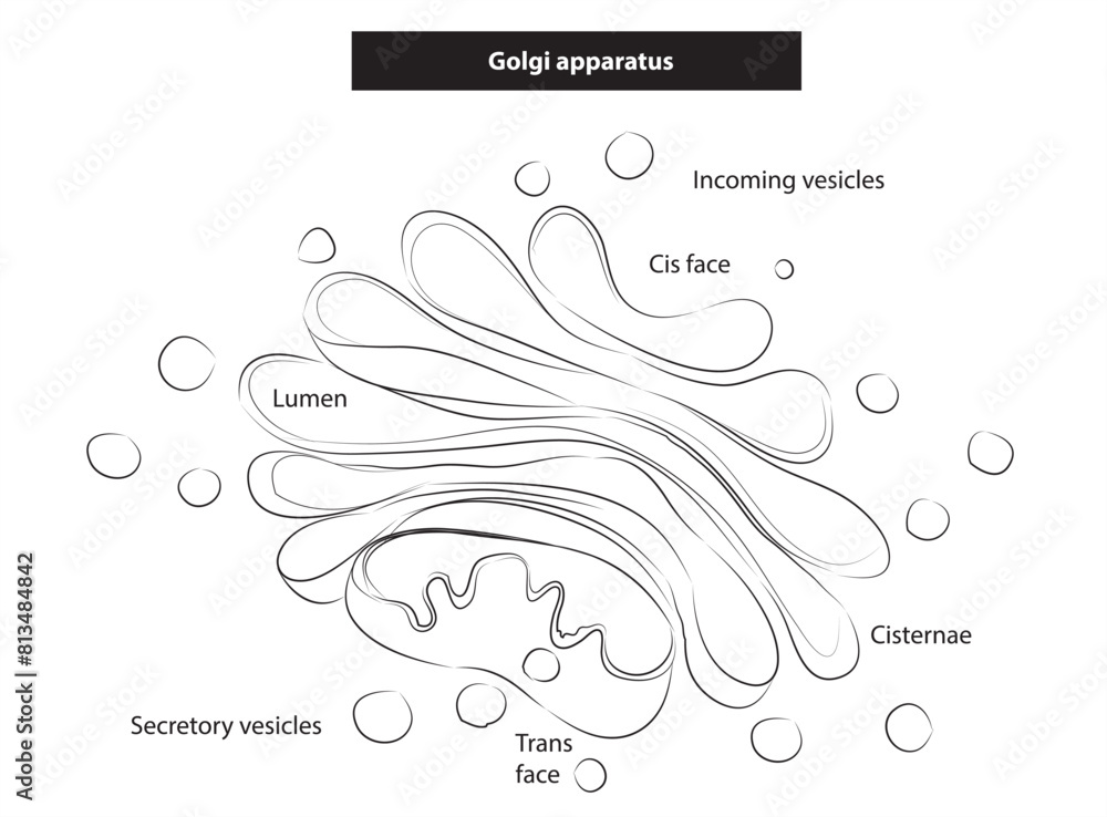 The Golgi apparatus, often referred to as the Golgi body or Golgi ...