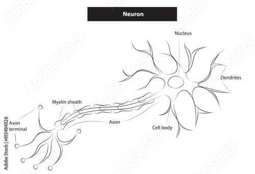 A typical neuron, or nerve cell, is a specialized cell of the nervous system responsible for transmitting electrical and chemical signals throughout the body. Neurons come in various shapes and sizes.