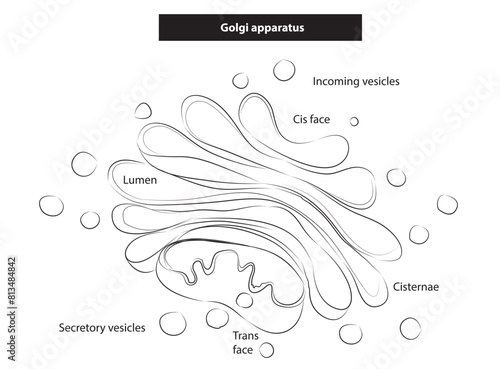 The Golgi apparatus, often referred to as the Golgi body or Golgi complex, is a cellular organelle found in eukaryotic cells.