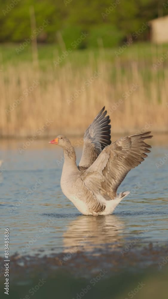 Domestic Gray Goose Washes Feathers in Lake, Slow Motion. Rural Landscape With Poultry In Pond Domestic Gray Goose Washes Feathers in Lake, Slow Motion. Rural Landscape With Poultry In Pond
