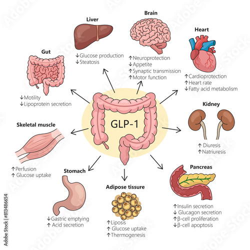 impact of GLP-1 on different organs highlighting physiological changes diagram hand drawn schematic raster illustration. Medical science educational illustration