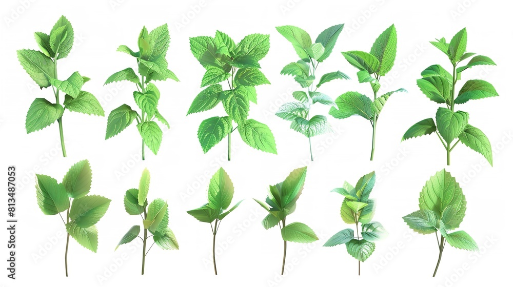 Set of Fresh Mint Leaves Cut Out in 8K Resolution: Realistic
Set of Fresh Mint Leaves Cut Out in 8K Resolution: Realistic