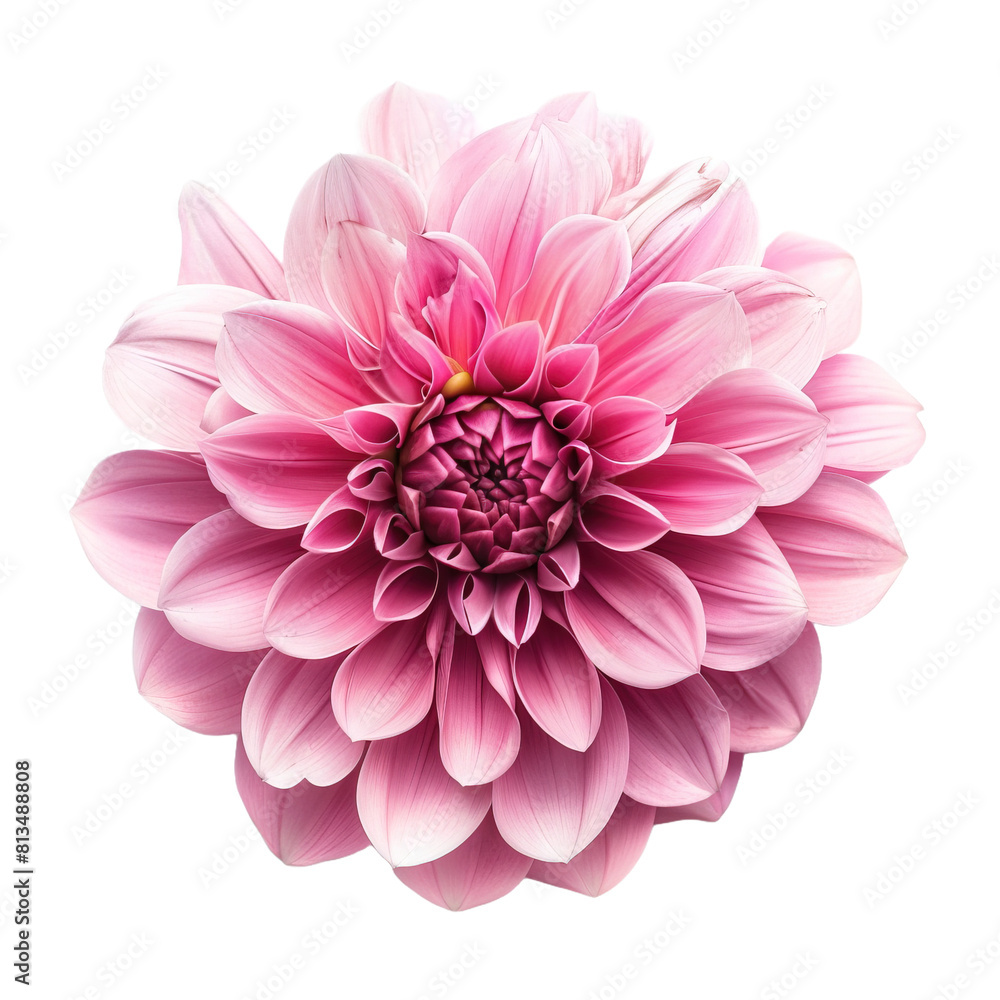 Pink flower on white background,png Pink flower on white background,png