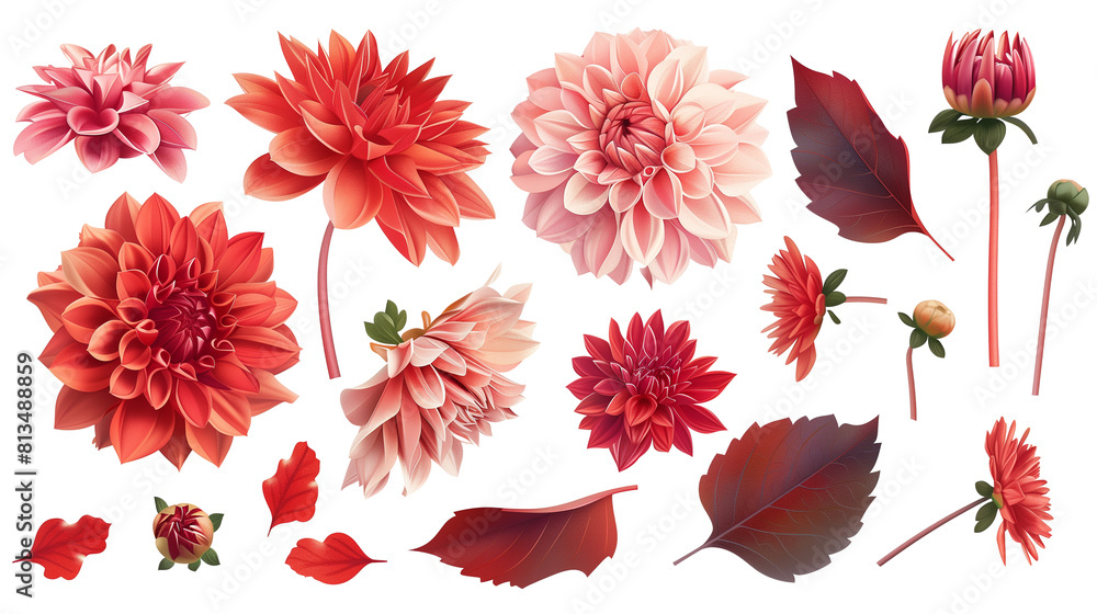 Set of dahlia elements including dahlia flowers, buds, petals, and leaves
