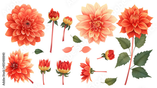 Set of dahlia elements including dahlia flowers  buds  petals  and leaves